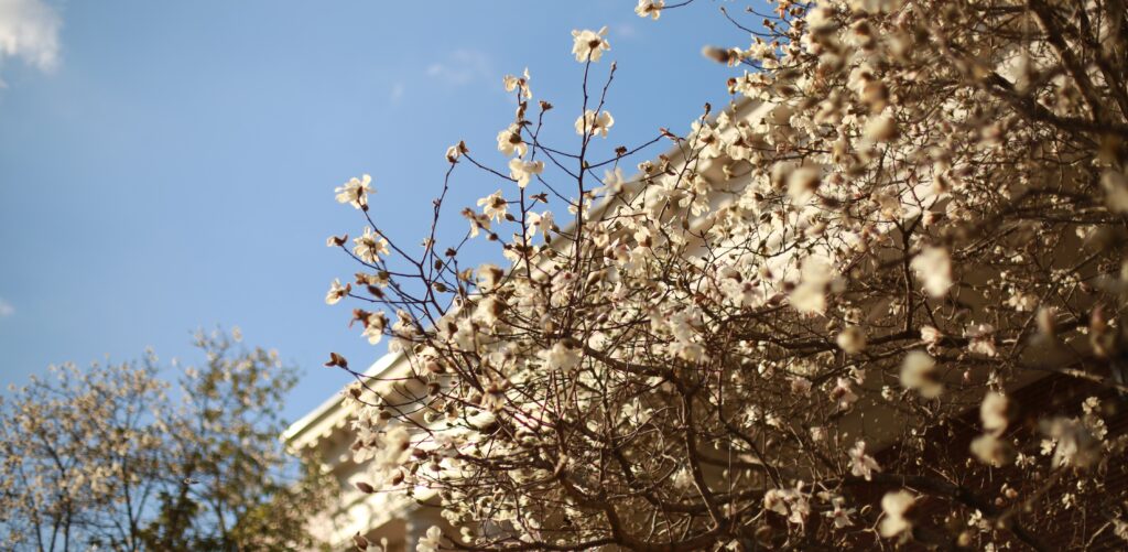 Spring Fourth God's love shows through nature.